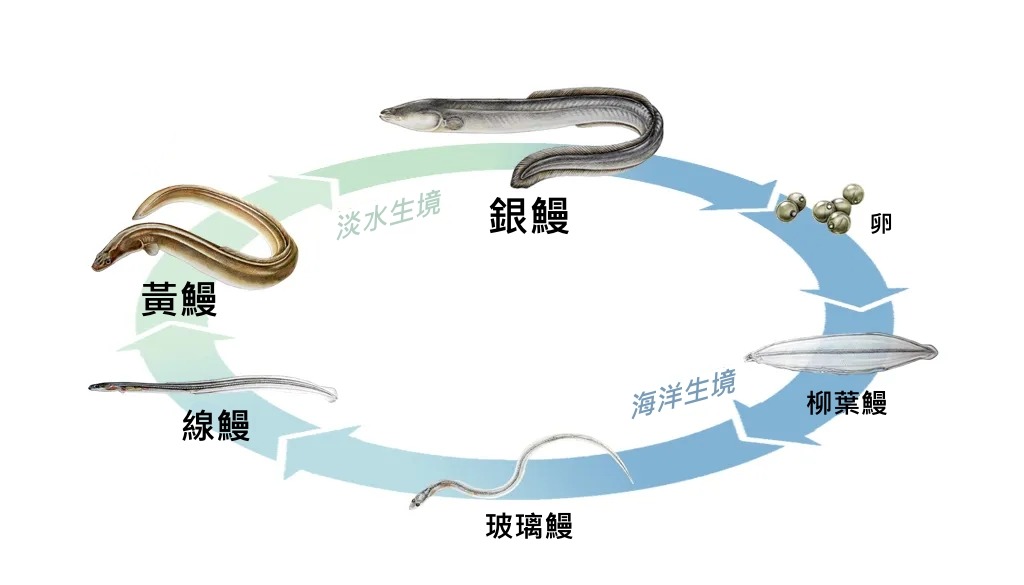 日本鰻生命週期