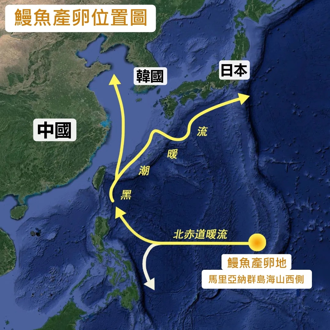 鰻魚產卵地示意圖