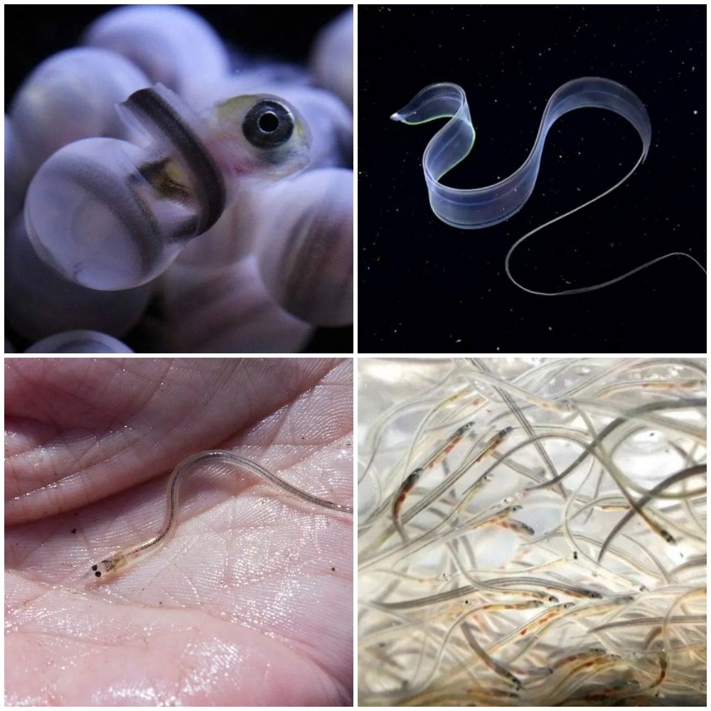 Life stage of the japan eel