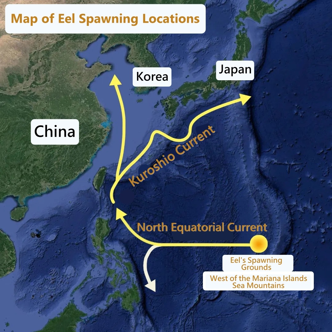 Diagram of the eel spawning ground