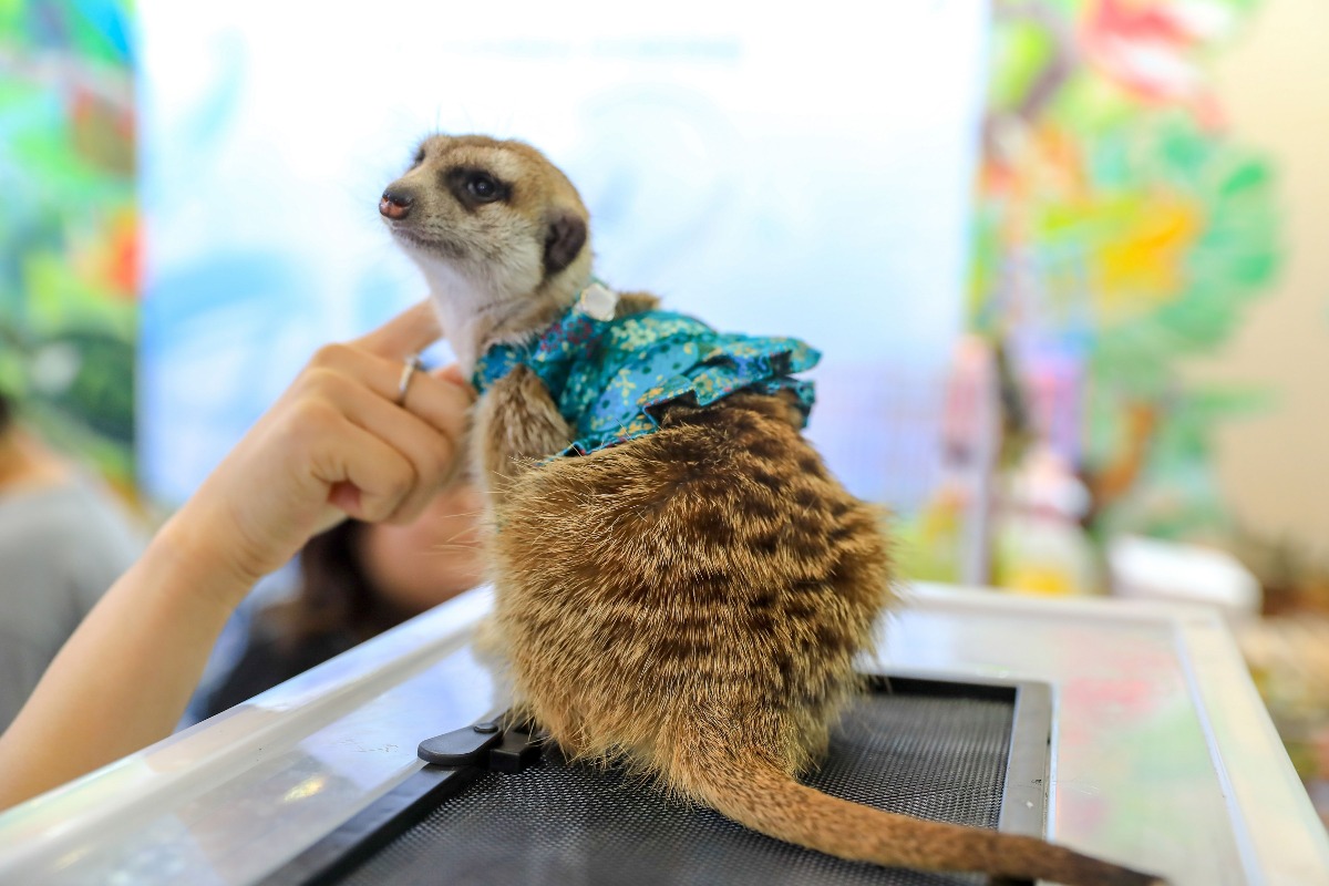 狐獴屬於小型哺乳類動物，受歡迎。