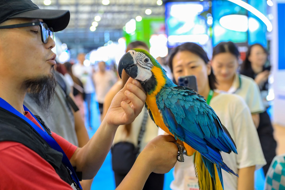 鸚鵡也屬於異寵，是最多人養的鳥類。