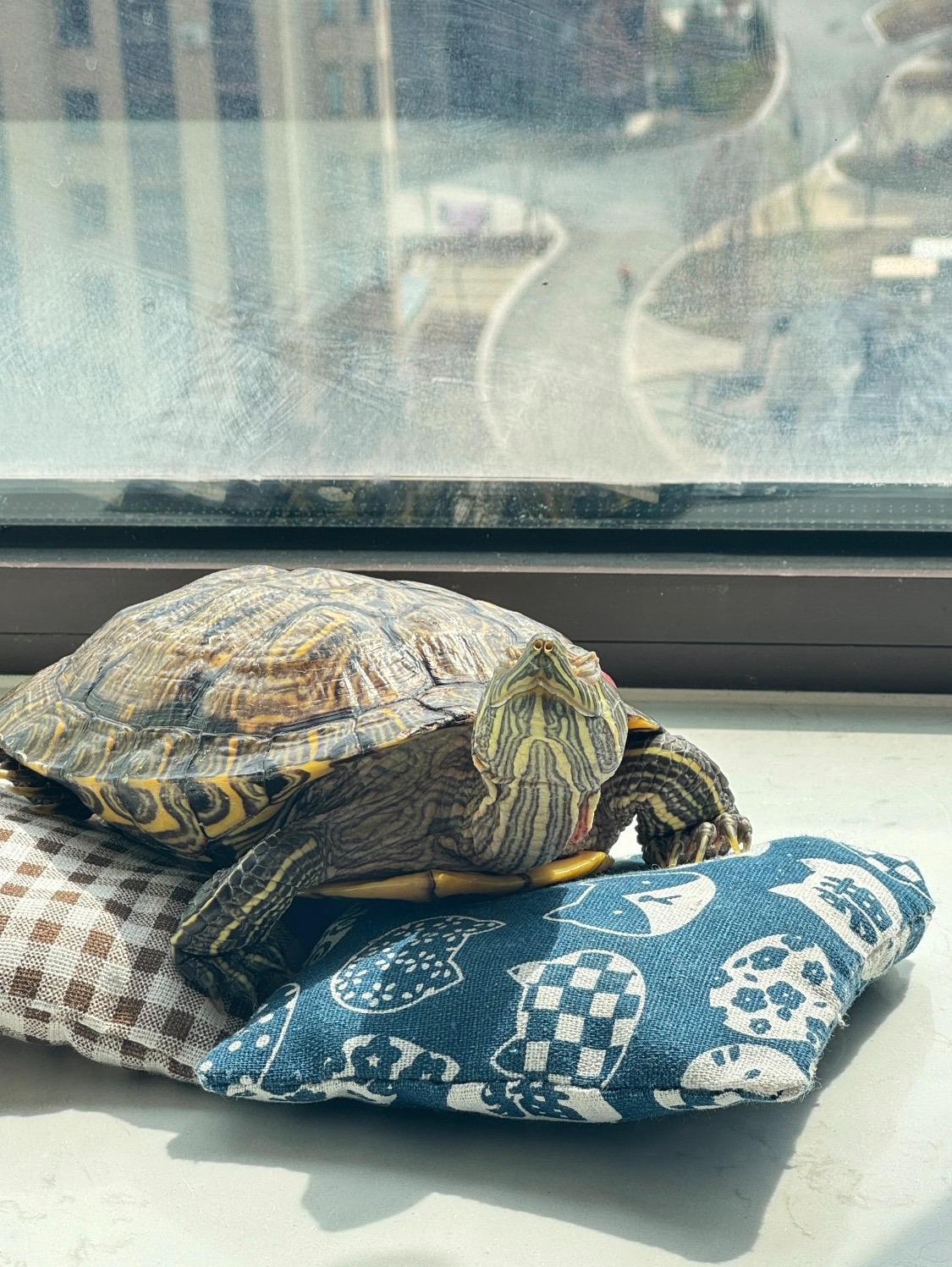 大多數熱門異寵，如巴西龜，屬於外來物種，一旦逃逸或被棄養，極有可能威脅生物安全。