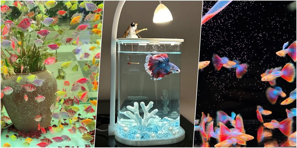 觀賞魚是異寵新手最喜歡的寵物。