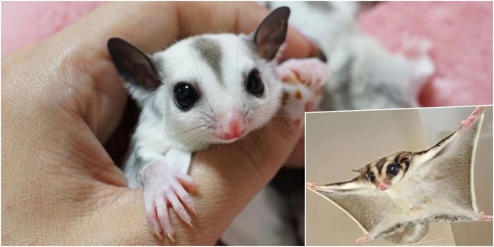 會「飛」的蜜袋鼯，屬於小型哺乳類動物，能從櫃頂滑到主人手心。