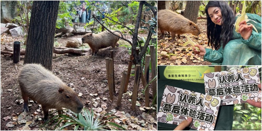 南京紅山森林動物園，為園內動物開設線上「認養」，認養人有機會參加水豚體驗活動。