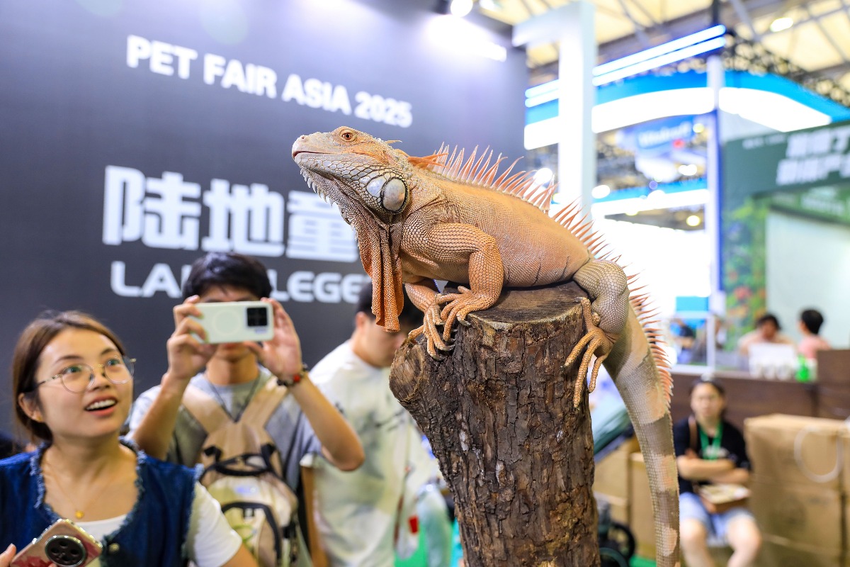 寵物展上的美洲鬣蜥，受年輕人歡迎。