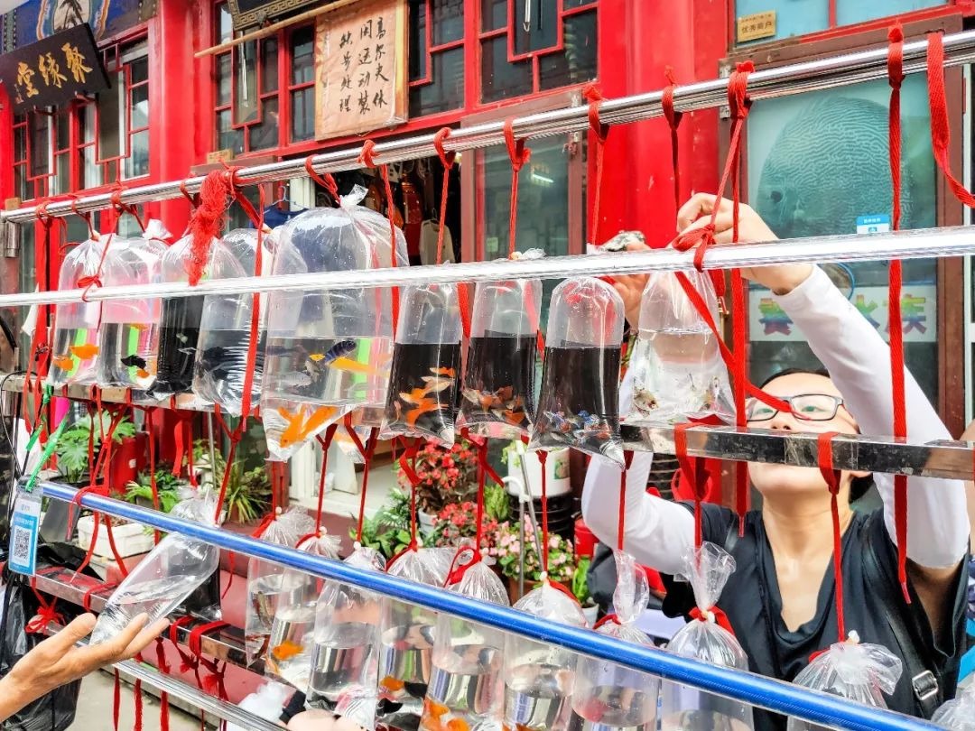 異寵的銷售途徑包括：寵物店、養殖場、花鳥魚蟲市場、異寵展會、電商平台等。圖為北京的花鳥魚蟲市場一景。