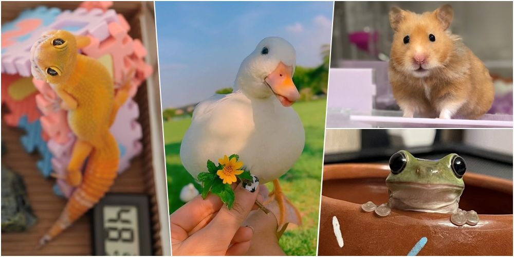 守宮、柯爾鴨、金絲熊、老爺樹蛙，都屬於異寵。