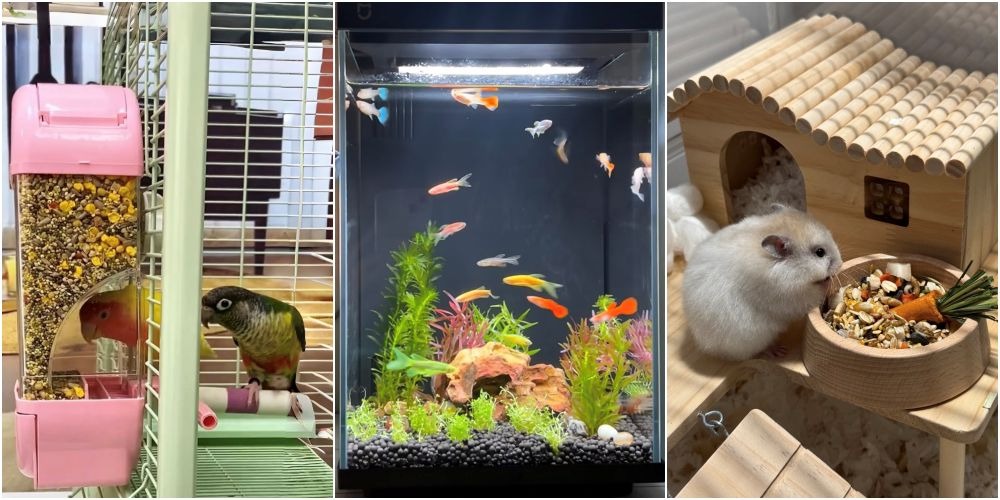 飼養人群上升，異寵用品隨之熱銷。鳥餵食、水族造景設備、倉鼠籠等，在電商平台的成交量增。