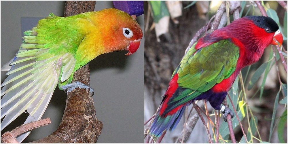 費氏牡丹鸚鵡、紫腹吸蜜鸚鵡等，屬於國家重點保護野生動物，由於人工繁殖成熟，且有一定養殖規模，經過專用標識管理，合法進入市場。