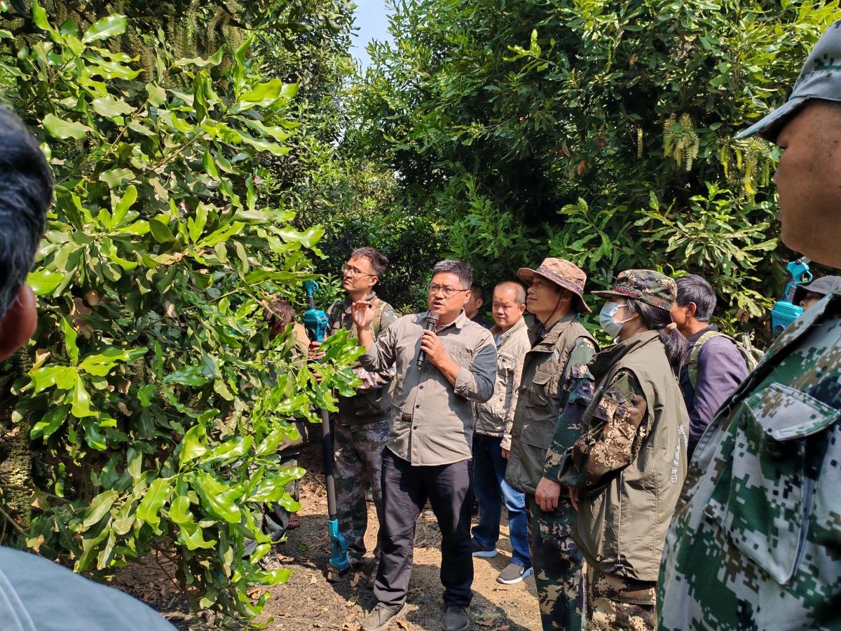 Experts from the Institute of Tropical and Subtropical Economic Crops, Yunnan Academy of Agricultural Sciences, conduct on-site training at a nut base in Gengma County