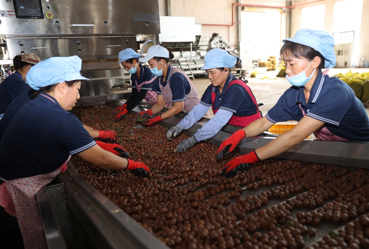 Workers are selecting macadamia nuts