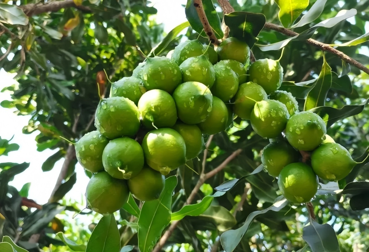 採摘前的夏威夷果綠果