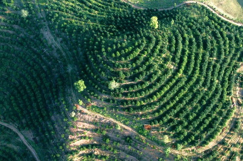 位於雲南臨滄的夏威夷果種植基地