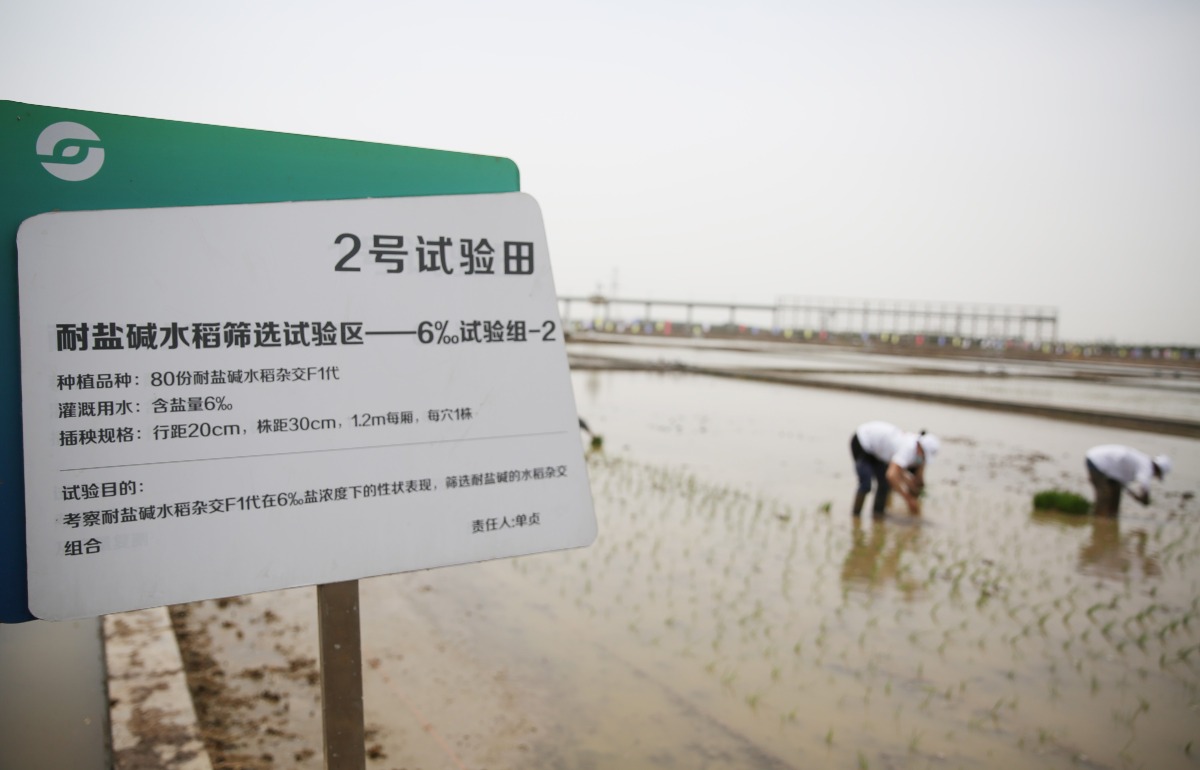 當代中國-中國新聞-海水稻1