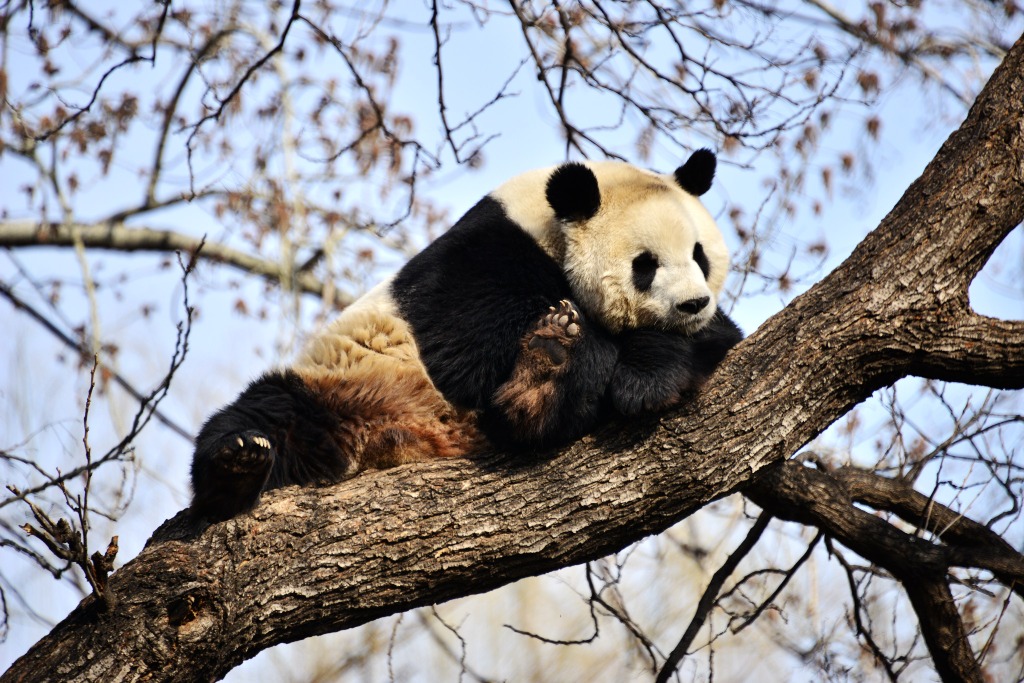 當代中國-中國新聞-熊貓博物館4