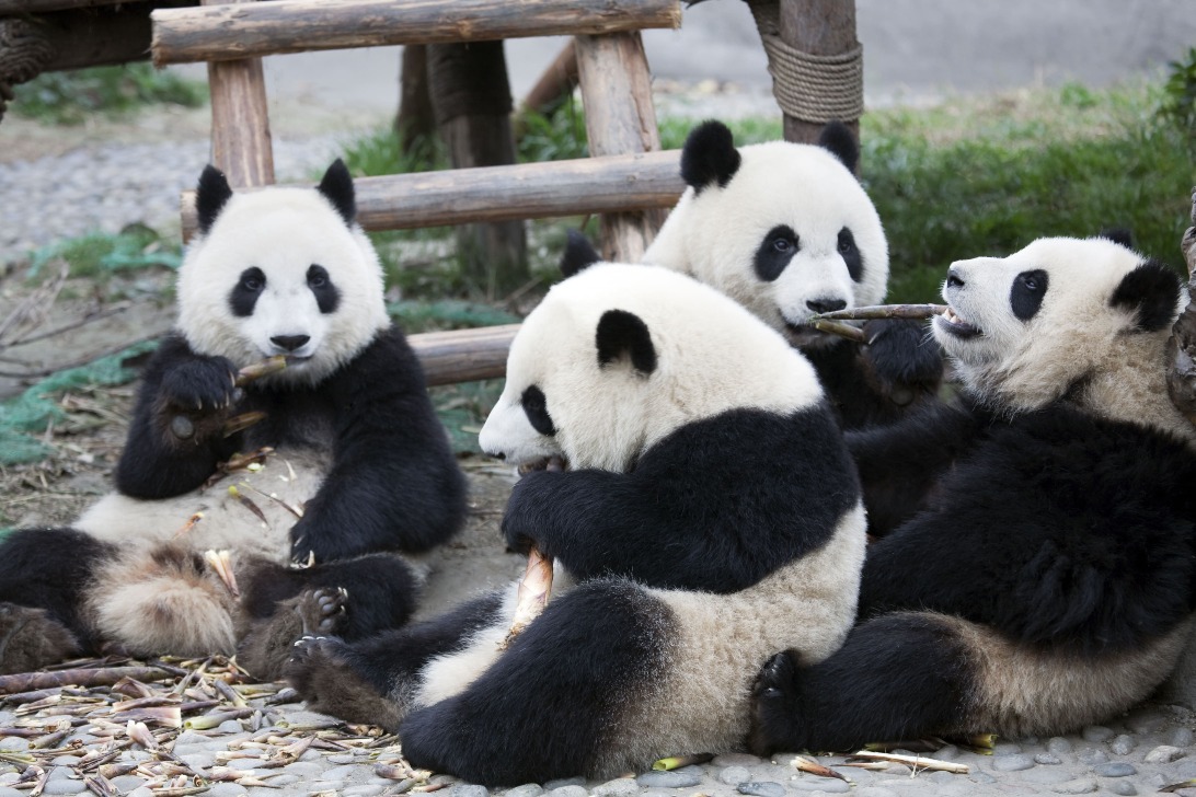 大熊貓國家公園