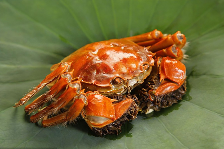 肥美的中華絨鰲蟹是崇明有名海產，現在國內大部分的鰲蟹是為人工養殖，環境有嚴謹監控，可安全食用。 