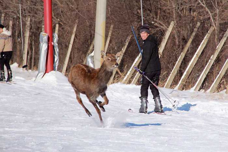 除了滑雪之外，可以近距離同雪場內的鹿接觸！