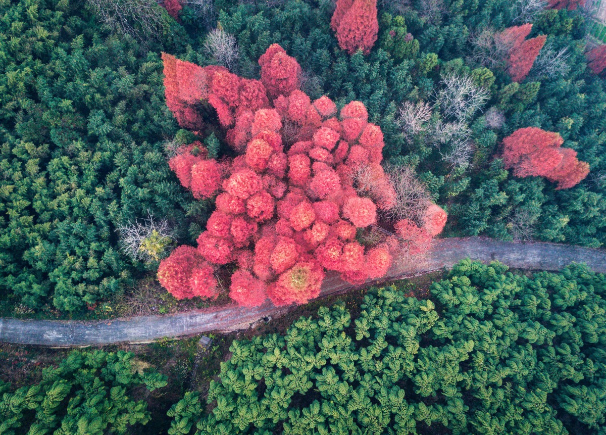 莫干山竹林里红色的水杉是區內地標之一