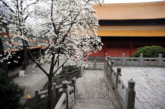 當代中國-文化遺產-體驗文化遺產名城看南京朝天宮玉蘭花開