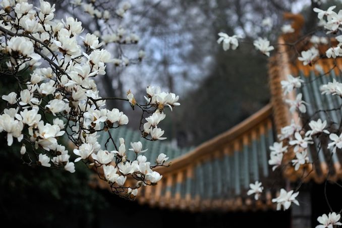 当代中国-文化遗产-体验文化遗产名城看南京朝天宫玉兰花开 当代中国-文化遗产-体验文化遗产名城看南京朝天宫玉兰花开