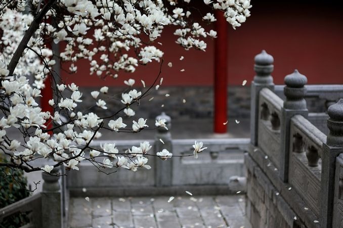 當代中國-文化遺產-體驗文化遺產名城看南京朝天宮玉蘭花開