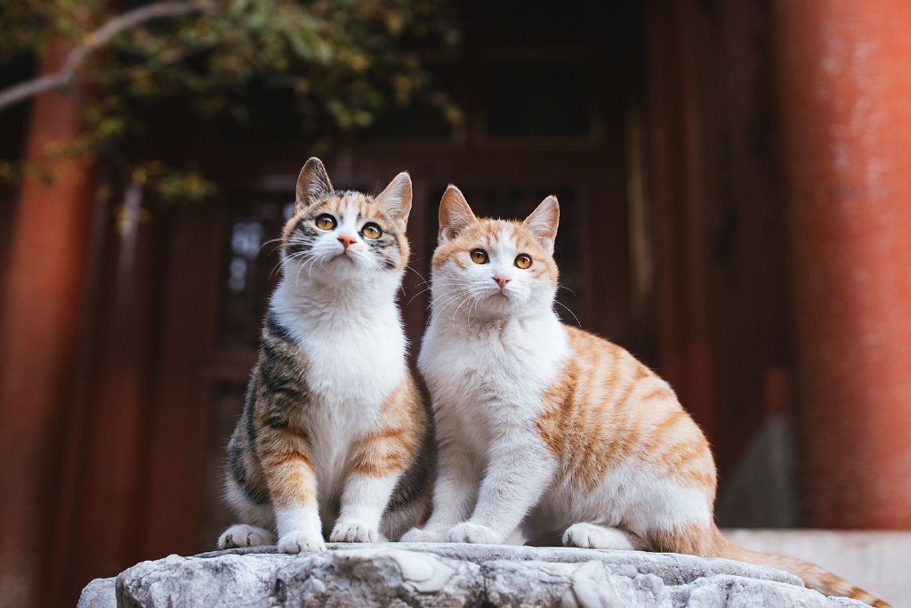 北京旅遊｜除了文物還有貓與百隻「網紅」故宮貓來一場偶遇吧！ | 旅遊 