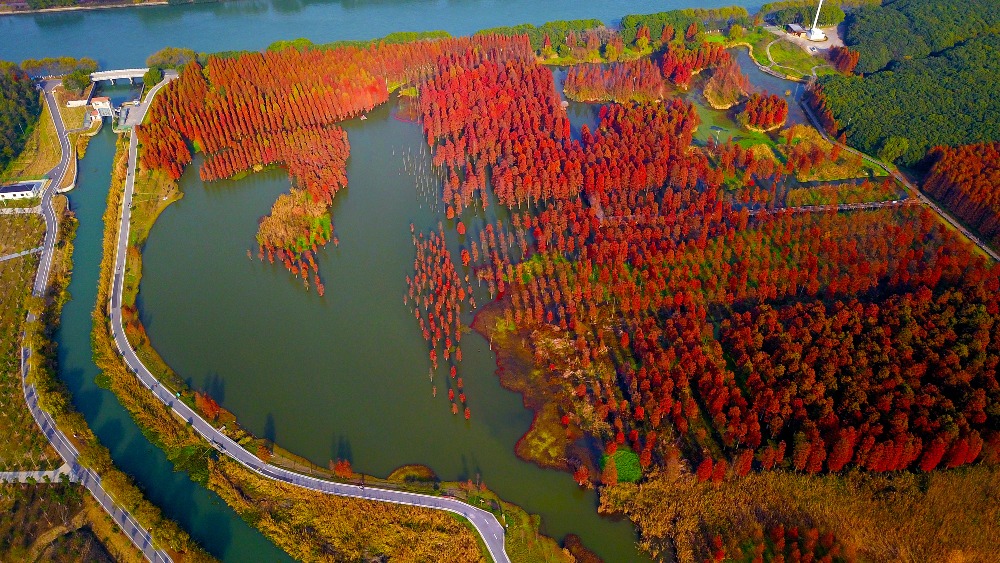 Modern China-China Travel-Floating Forests-Shanghai Qingxi Country Park