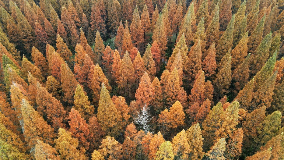 Modern China-China Travel-Floating Forests-Yangzhou Baoying Lake National Wetland Park
