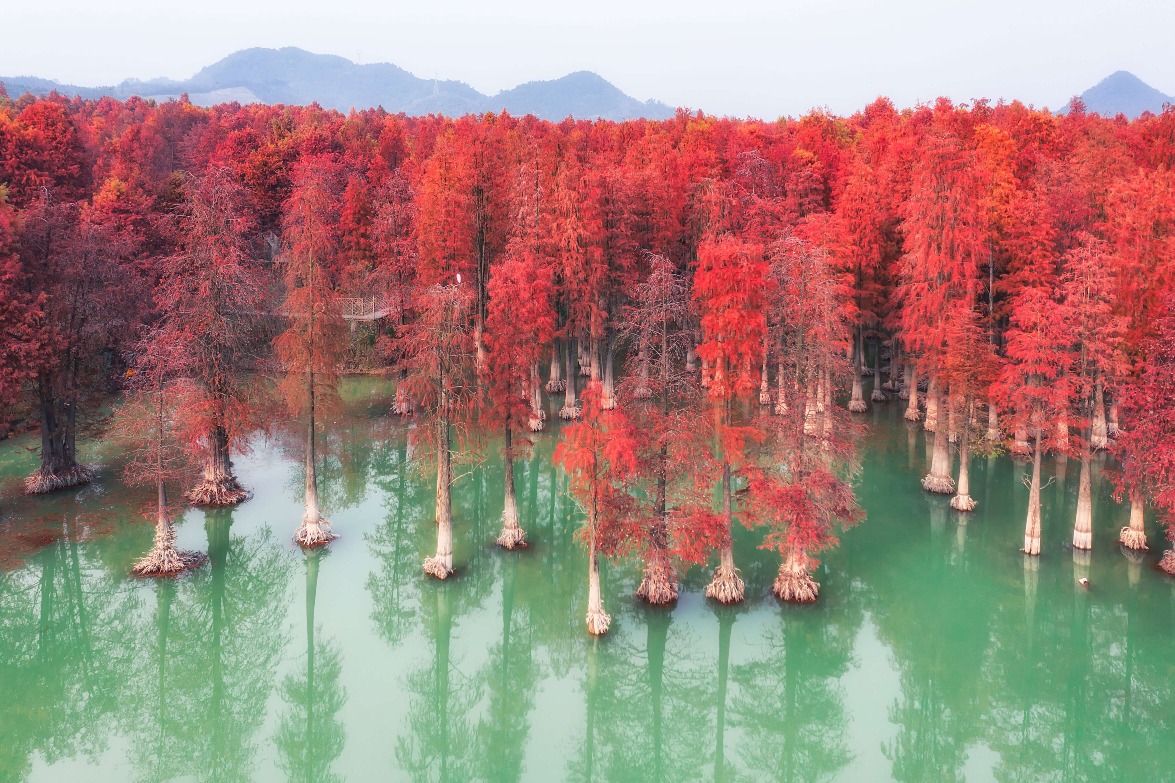 Modern China-China Travel-Floating Forests-Hangzhou Qingshan Lake