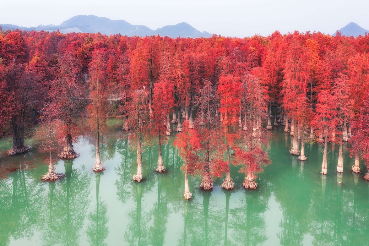 當代中國-中國旅遊-水上森林-杭州青山湖
