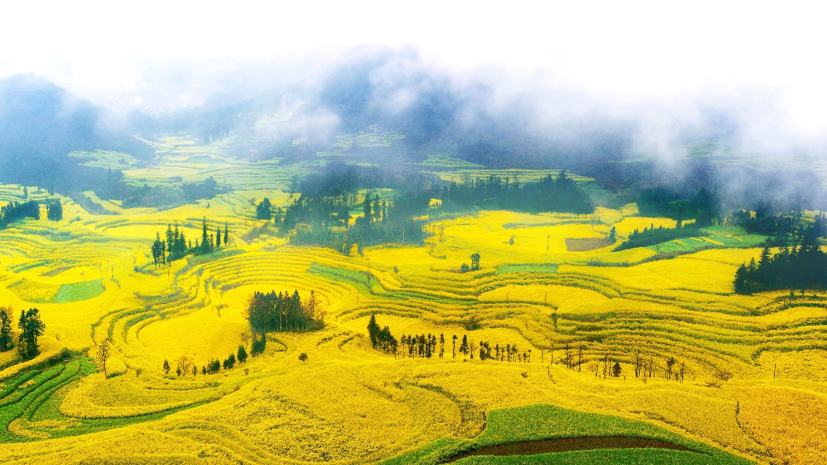 當代中國-中國旅遊-雲南羅平油菜花田