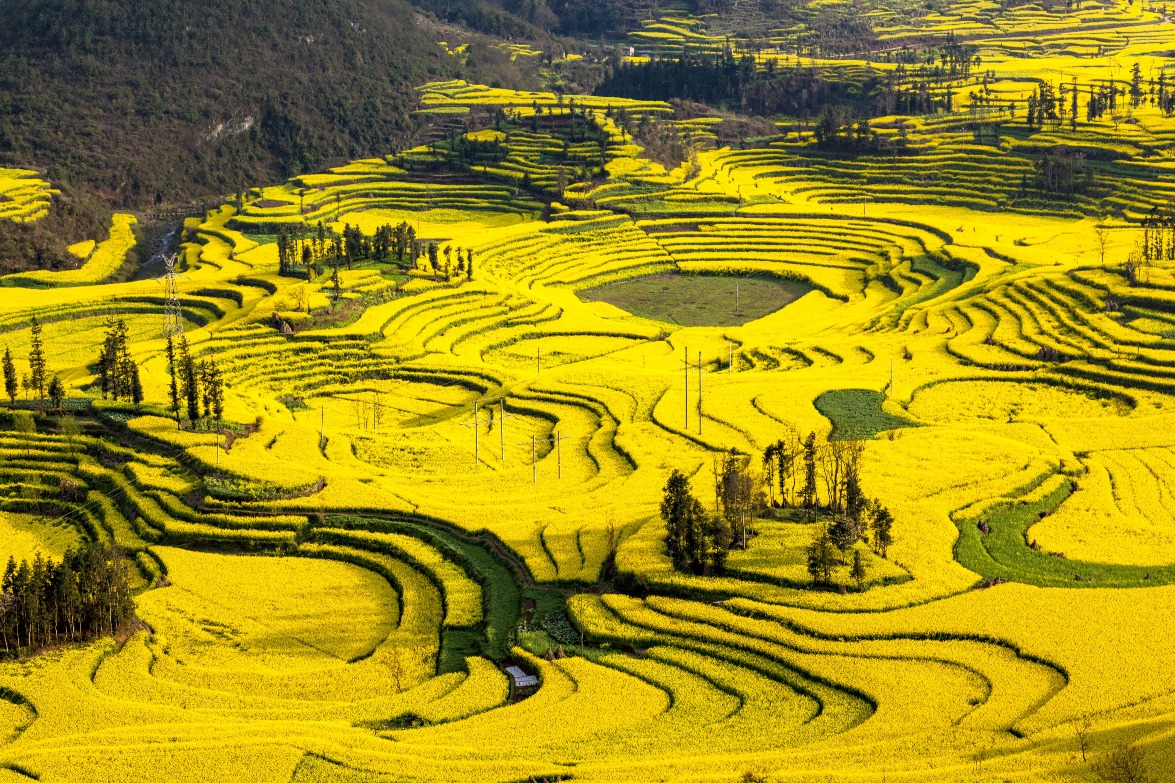 当代中国-中国旅游-云南罗平油菜花田