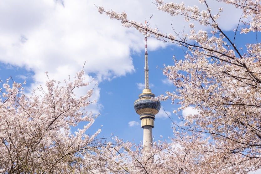 當代中國-中國旅遊--春暖花海-中國賞櫻勝地-北京玉淵潭公園