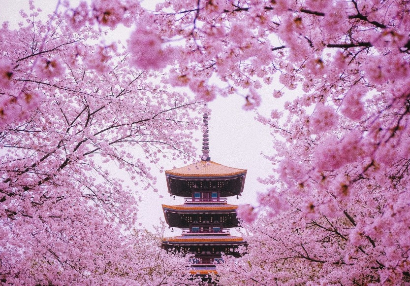 當代中國-中國旅遊--春暖花海-中國賞櫻勝地-武漢東湖磨山櫻園