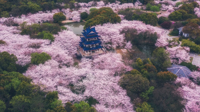 当代中国-中国旅游--春暖花海-中国赏樱胜地-无锡鼋头渚