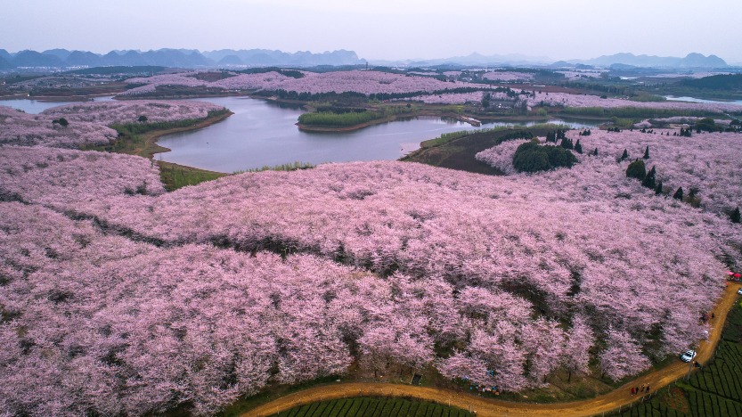 當代中國-中國旅遊--春暖花海-中國賞櫻勝地-貴州平壩農場