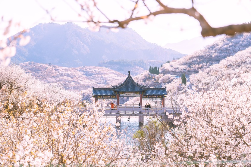 當代中國-中國旅遊--春暖花海-中國賞櫻勝地-青島嶗山