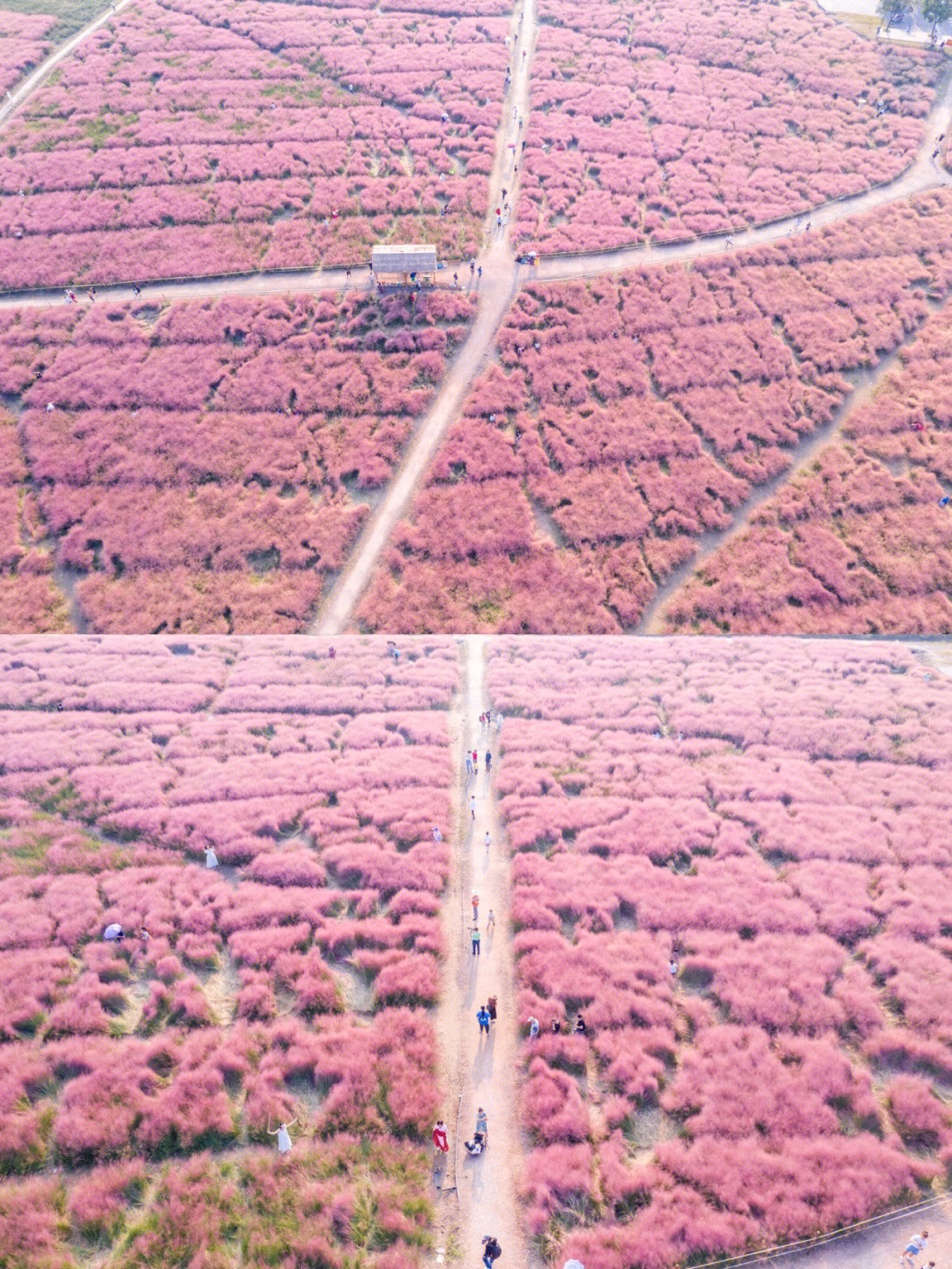 Pink Muhly Grass in Linping, Hangzhou Pink Muhly Grass in Linping, Hangzhou