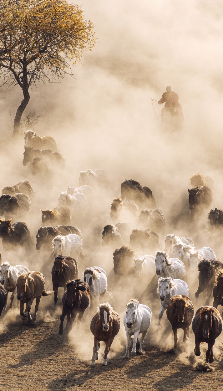 Red Mountain Military Horse Farm in Inner Mongolia Ulan Butong