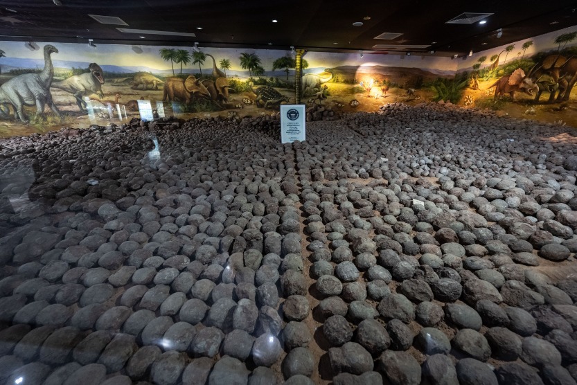 河源恐龍博物館曾獲健力士世界紀錄最多館藏恐龍蛋化石的殊榮 河源恐龍博物館「恐龍產房」展廳中的10,008枚恐龍蛋