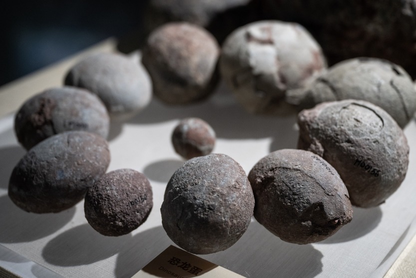 來到河源恐龍博物館,可近距離接觸到不同形狀和大小的恐龍蛋化石 河源恐龍博物館的恐龍蛋化石