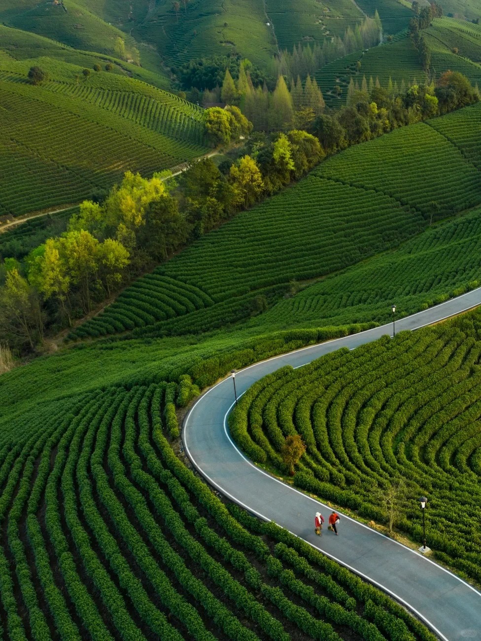 安吉的茶田隨着山勢層層疊疊，從山腳一直蔓延到天邊