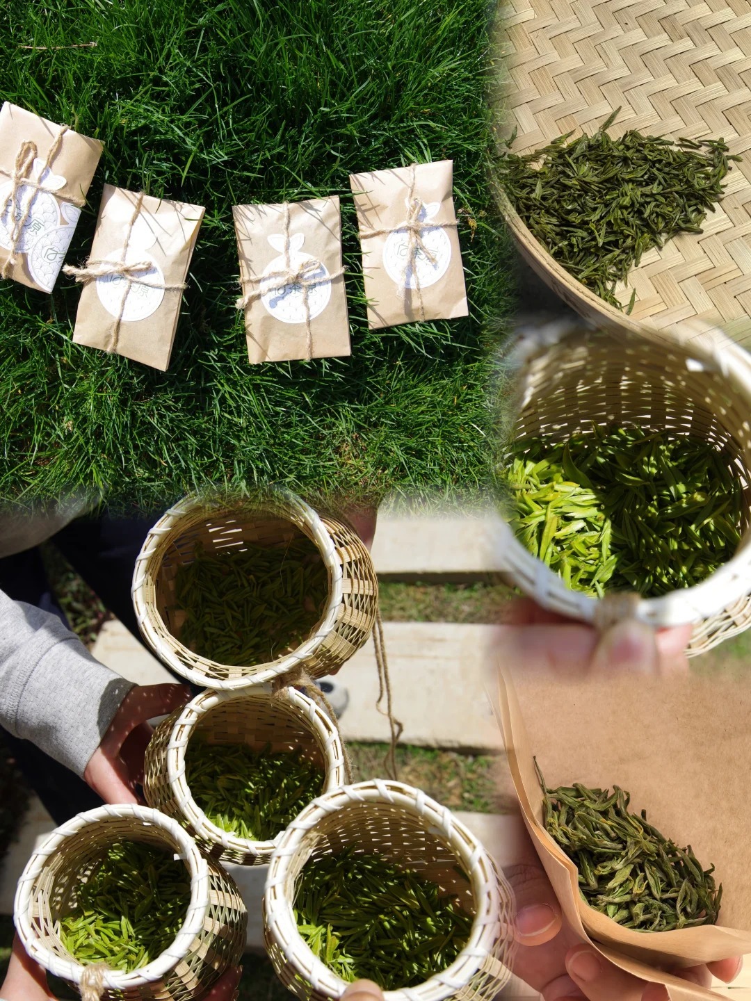 在茶田裏採摘的安吉白茶