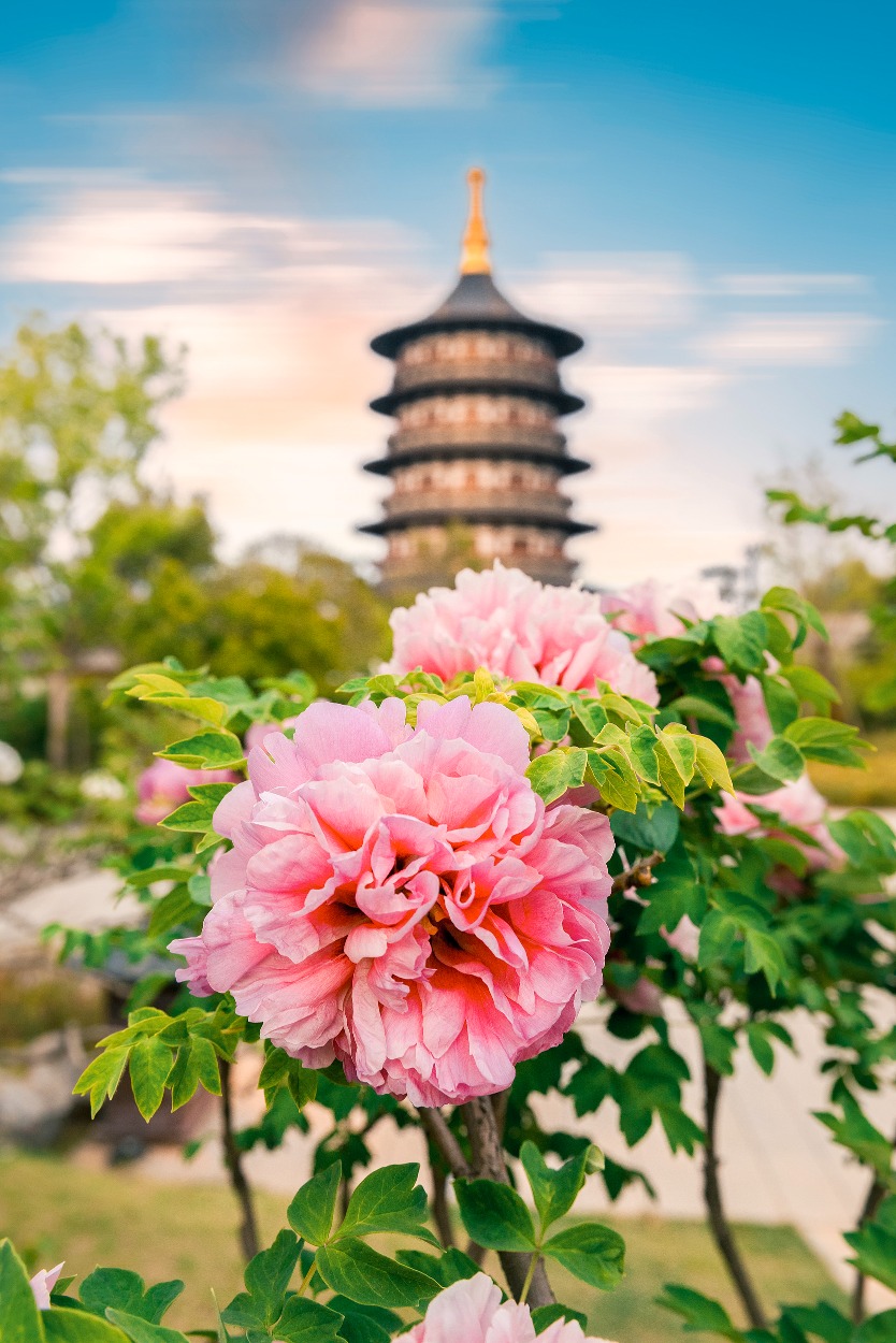 Peonies in Luoyang City of the Sui and Tang Dynasties Pink, lustrous peonies stand on the branches, complementing the ancient Mingtang pagoda in the distance