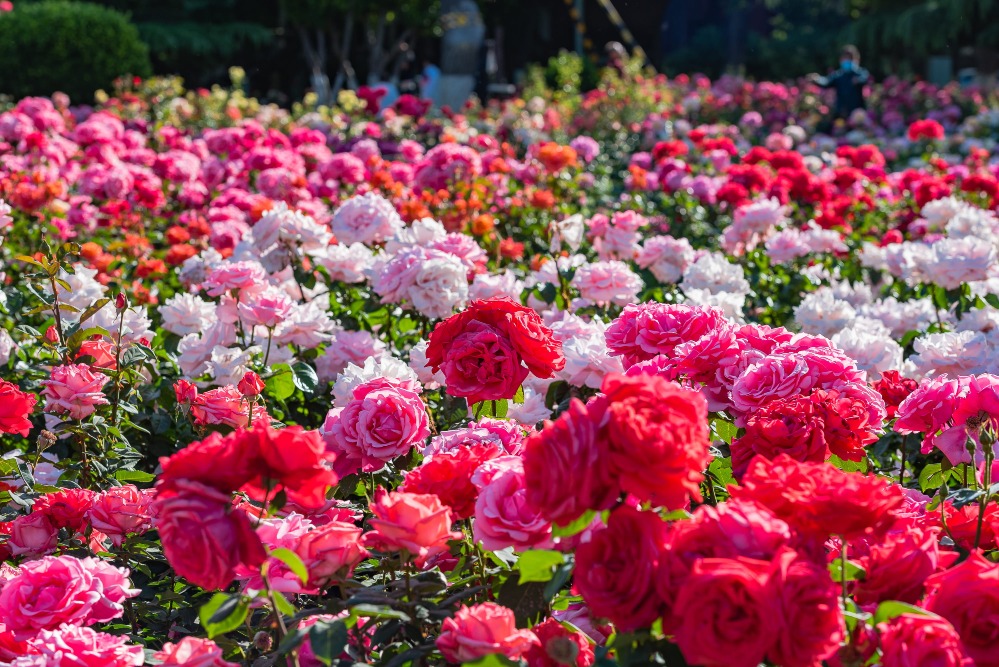 睦南公園的月季花叢鬱鬱蔥蔥，錯落盛放