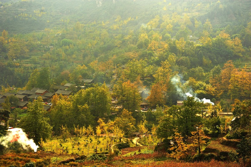 妥樂村古銀杏風光