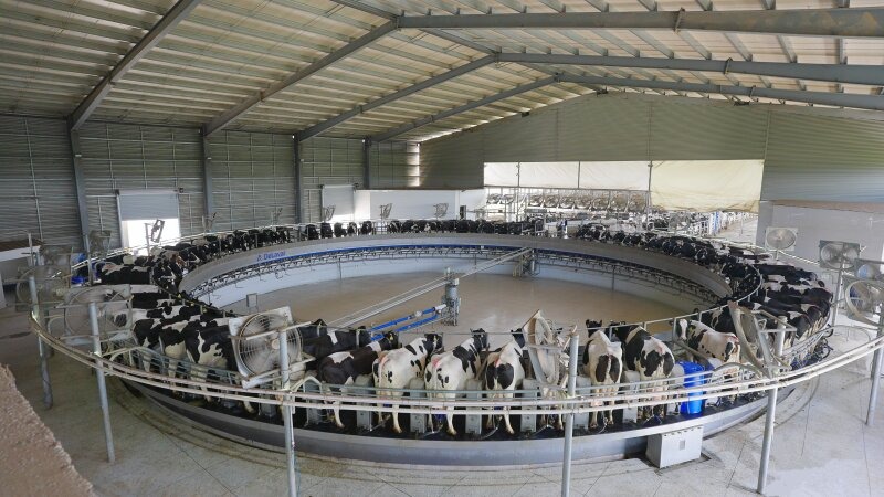 蒙牛總部基地 蒙牛總部基地內,全球領先的轉盤式擠奶機